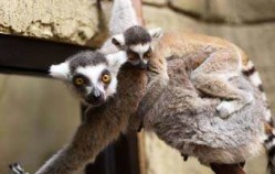 Where Can You Find 600 Live Animals in Sevierville?