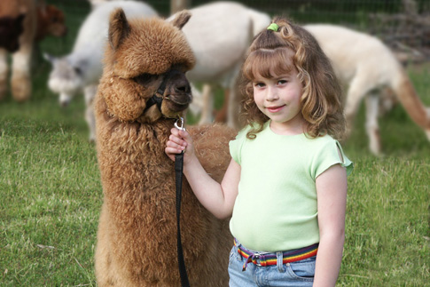 Southeastern Select Alpaca Show