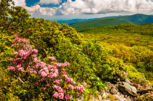 Spring Sevierville TN weather Mountain Laurel blooms